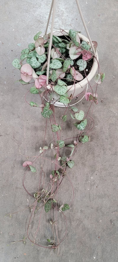 4.5" String of Hearts HB